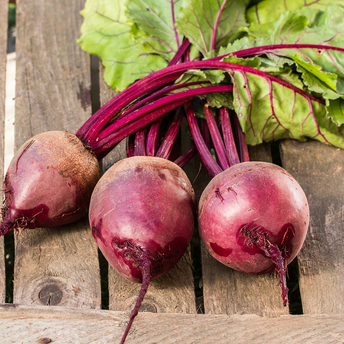 Rote Beete gemahlen Bio (250g)