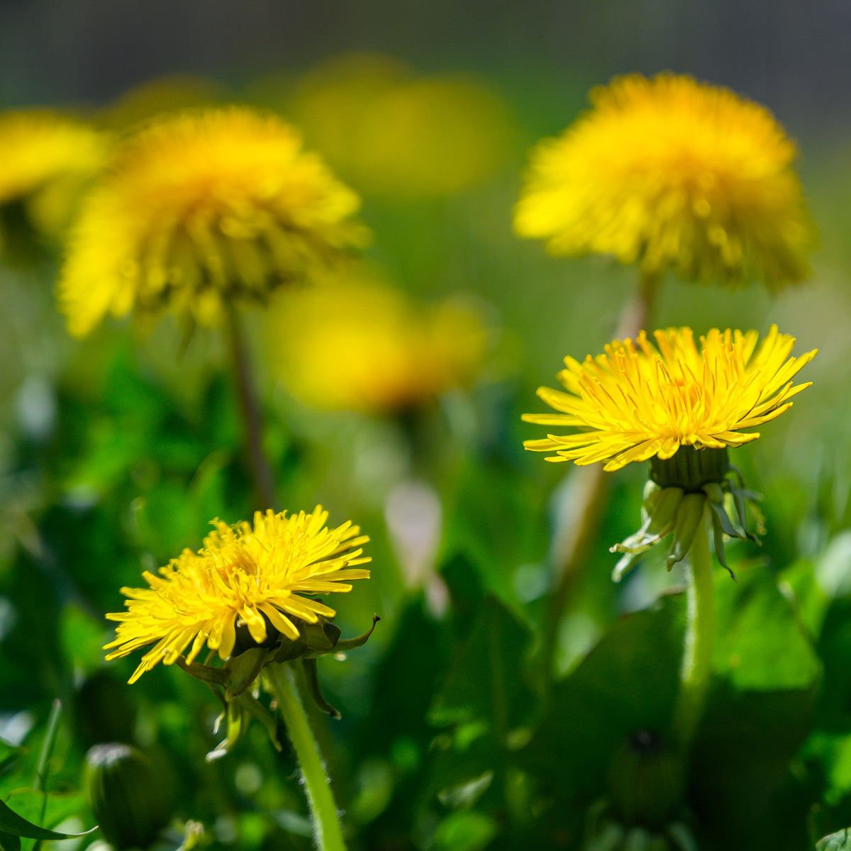 Löwenzahnwurzel geschnitten (1000g)