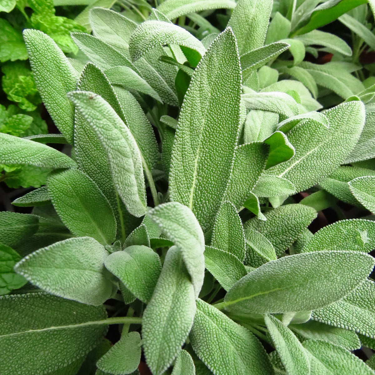 Salbei geschnitten (100g)